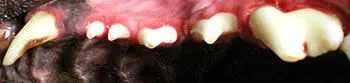 The same dog's upper teeth after a full professional dental cleaning, clean and free of tartar
