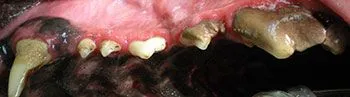 A dog's upper teeth before dental cleaning, showing significant tartar buildup