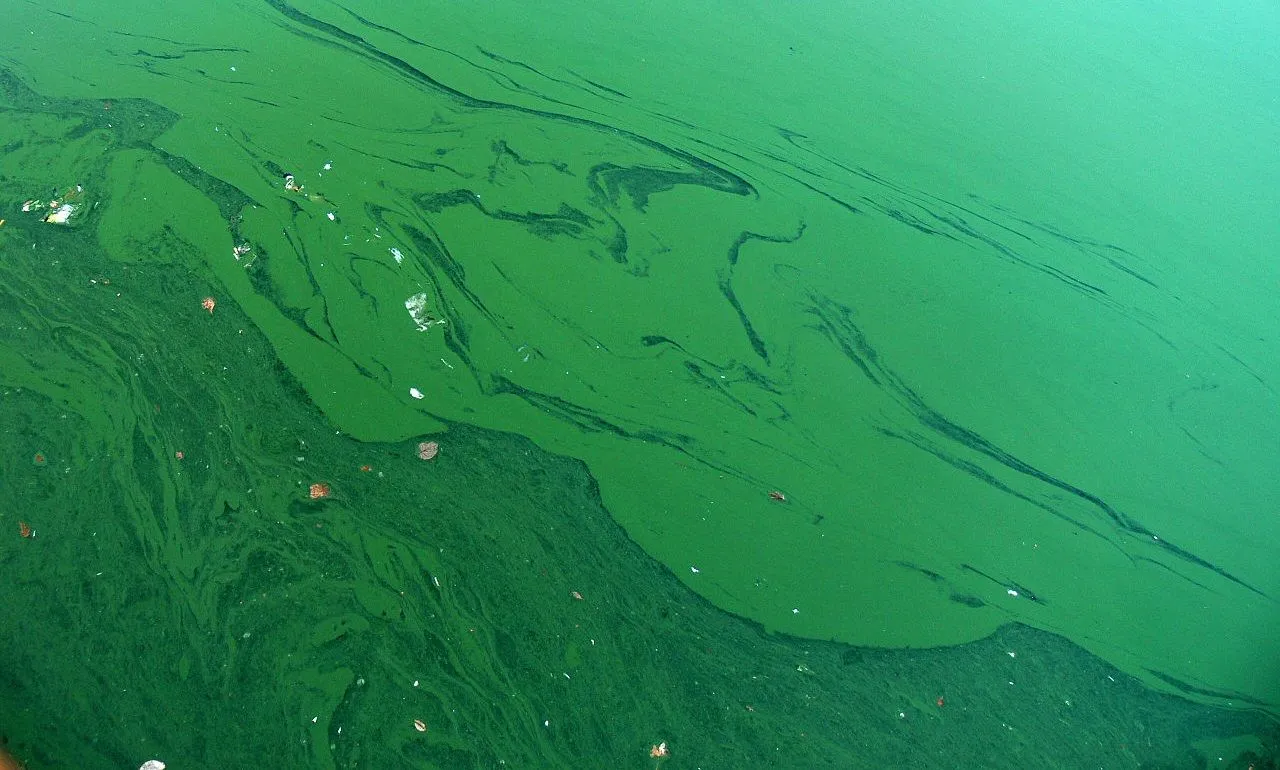 A toxic blue-green algae bloom in fresh water, with thick bright green scum on the surface